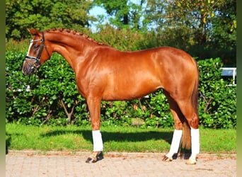 Hanovrien, Jument, 5 Ans, 166 cm, Alezan