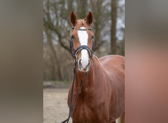 Hanovrien, Jument, 5 Ans, 166 cm, Alezan