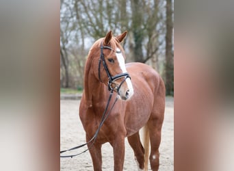 Hanovrien, Jument, 5 Ans, 166 cm, Alezan