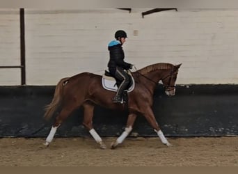 Hanovrien, Jument, 5 Ans, 166 cm, Alezan