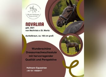Hanovrien, Jument, 5 Ans, 166 cm, Bai brun