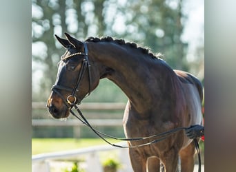 Hanovrien, Jument, 5 Ans, 166 cm, Bai brun
