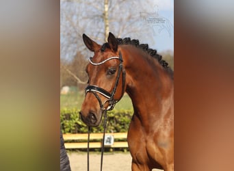 Hanovrien, Jument, 5 Ans, 166 cm, Bai