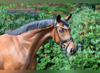 Hanovrien, Jument, 5 Ans, 166 cm, Bai