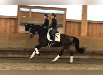 Hanovrien, Jument, 5 Ans, 166 cm, Bai