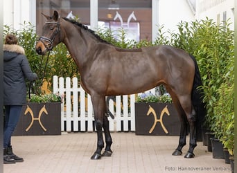 Hanovrien, Jument, 5 Ans, 166 cm, Bai