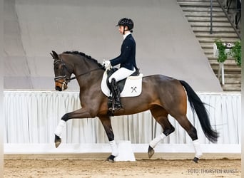 Hanovrien, Jument, 5 Ans, 166 cm, Bai