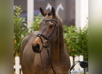 Hanovrien, Jument, 5 Ans, 166 cm, Bai