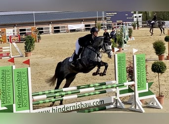 Hanovrien, Jument, 5 Ans, 166 cm, Gris