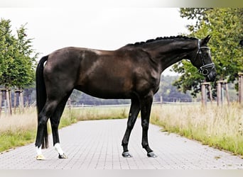 Hanovrien, Jument, 5 Ans, 166 cm, Noir