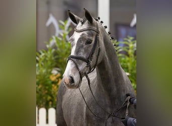 Hanovrien, Jument, 5 Ans, 166 cm, Rouan bleu