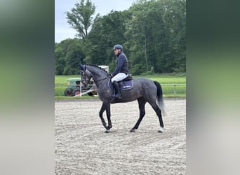Hanovrien, Jument, 5 Ans, 166 cm, Rouan bleu