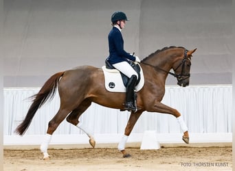 Hanovrien, Jument, 5 Ans, 167 cm, Alezan brûlé