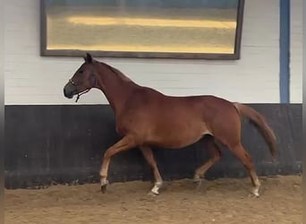 Hanovrien, Jument, 5 Ans, 167 cm, Alezan