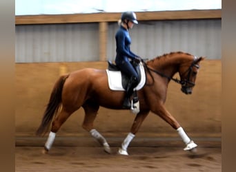 Hanovrien, Jument, 5 Ans, 167 cm, Alezan