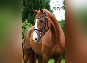 Hanovrien, Jument, 5 Ans, 167 cm, Alezan Hanovrien, Jument, 5 Ans, 167 cm, Alezan