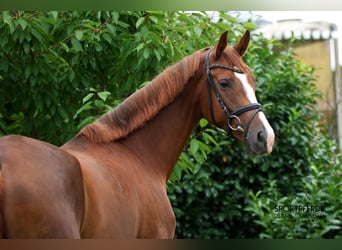 Hanovrien, Jument, 5 Ans, 167 cm, Alezan Hanovrien, Jument, 5 Ans, 167 cm, Alezan