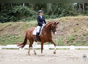 Hanovrien, Jument, 5 Ans, 167 cm, Alezan