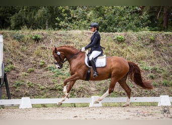 Hanovrien, Jument, 5 Ans, 167 cm, Alezan