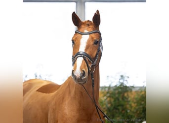 Hanovrien, Jument, 5 Ans, 167 cm, Alezan