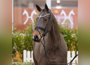 Hanovrien, Jument, 5 Ans, 167 cm, Bai brun