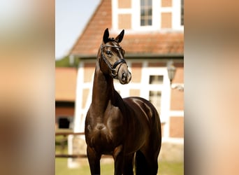 Hanovrien, Jument, 5 Ans, 167 cm, Bai brun foncé