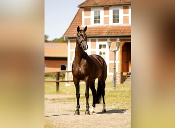 Hanovrien, Jument, 5 Ans, 167 cm, Bai brun foncé