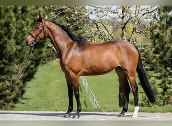 Hanovrien, Jument, 5 Ans, 167 cm, Bai cerise