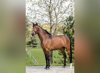 Hanovrien, Jument, 5 Ans, 167 cm, Bai cerise