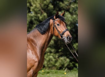 Hanovrien, Jument, 5 Ans, 167 cm, Bai cerise