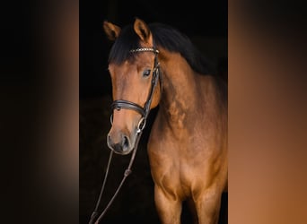 Hanovrien, Jument, 5 Ans, 167 cm, Bai cerise