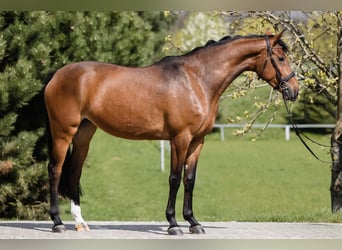 Hanovrien, Jument, 5 Ans, 167 cm, Bai cerise