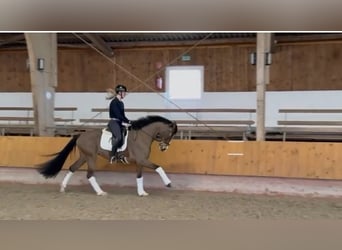 Hanovrien, Jument, 5 Ans, 167 cm, Bai