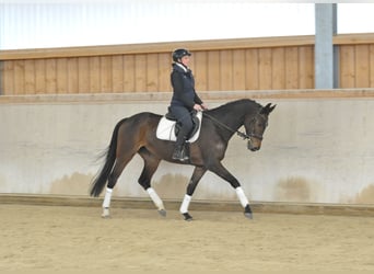 Hanovrien, Jument, 5 Ans, 167 cm, Bai