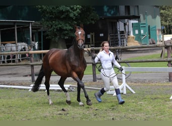 Hanovrien, Jument, 5 Ans, 167 cm, Bai