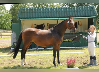 Hanovrien, Jument, 5 Ans, 167 cm, Bai