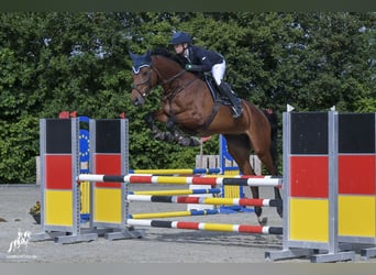 Hanovrien, Jument, 5 Ans, 167 cm, Bai