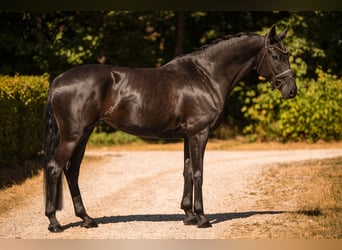 Hanovrien, Jument, 5 Ans, 167 cm, Noir