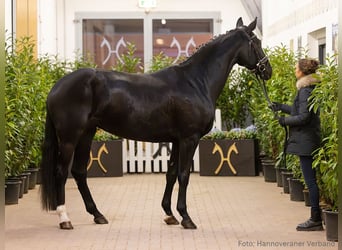 Hanovrien, Jument, 5 Ans, 167 cm, Noir