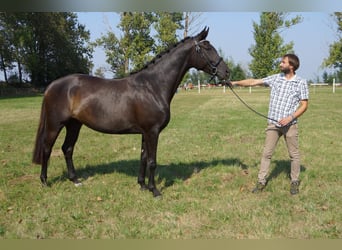 Hanovrien, Jument, 5 Ans, 167 cm, Noir