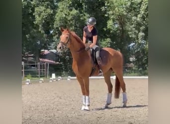 Hanovrien, Jument, 5 Ans, 168 cm, Alezan brûlé