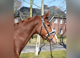 Hanovrien, Jument, 5 Ans, 168 cm, Alezan