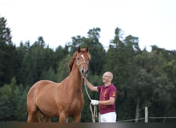 Hanovrien, Jument, 5 Ans, 168 cm, Alezan