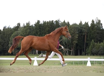Hanovrien, Jument, 5 Ans, 168 cm, Alezan