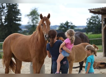 Hanovrien, Jument, 5 Ans, 168 cm, Alezan