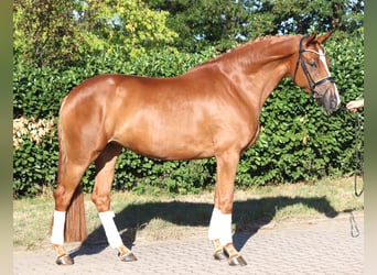 Hanovrien, Jument, 5 Ans, 168 cm, Alezan