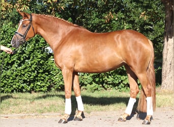 Hanovrien, Jument, 5 Ans, 168 cm, Alezan
