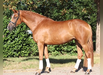 Hanovrien, Jument, 5 Ans, 168 cm, Alezan