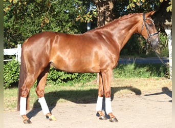 Hanovrien, Jument, 5 Ans, 168 cm, Alezan