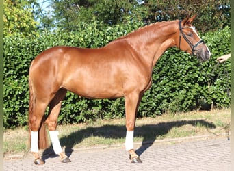 Hanovrien, Jument, 5 Ans, 168 cm, Alezan